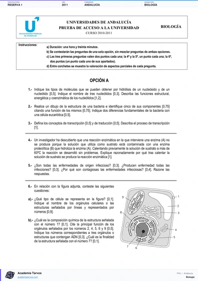 Vista previa de Examen PAU de Biología de Andalucía 2011 – Reserva 1