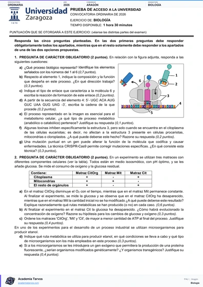 Vista previa de Examen PAU de Biología de Aragón 2026 – Ordinaria