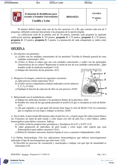 Vista previa de Examen PAU de Biología de Castilla y León 2019 – Extraordinaria