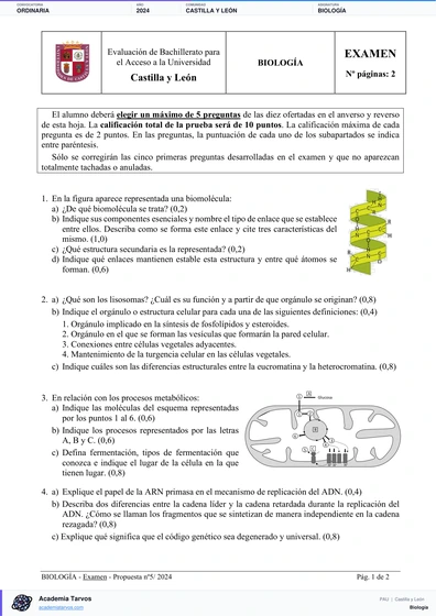 Vista previa de Examen PAU de Biología de Castilla y León 2024 – Ordinaria