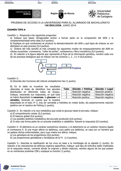 Vista previa de Examen PAU de Biología de Región de Murcia 2014 – Ordinaria